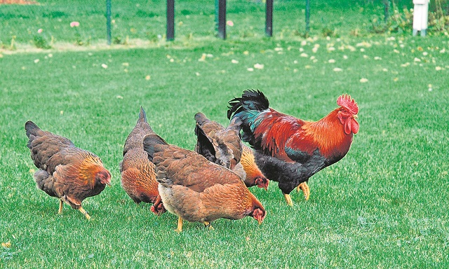 Zachte voeten Bloesem Post De Welsumer kippen nemen een vaste plaats in | Voorster Nieuws